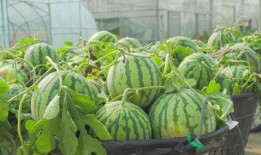 南大共青学姐吃瓜视频播放,揭秘校园生活幕后趣事