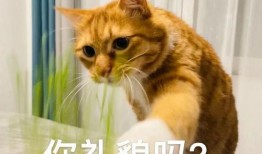 熊猫兔吃不吃哈密瓜呢视频,吃还是不吃？