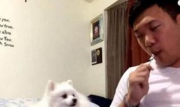 狗狗吃瓜动作视频