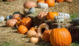 中山群众吃瓜视频,一场全民参与的“瓜界盛宴”