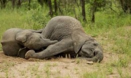 吃瓜小象的视频大全,趣味视频大盘点，笑料连连欢乐多