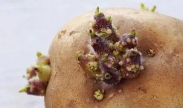 吃野生猫屎瓜会中毒吗视频,食用需谨慎