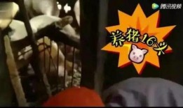 喂猪吃瓜视频大全集播放,视频大全集精彩回顾