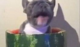 法斗吃瓜的视频,萌态十足，带你领略狗狗的趣味生活