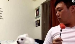 狗狗吃瓜动作视频