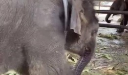 吃瓜小象的视频大全,趣味视频大盘点，笑料连连欢乐多