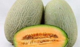 狗头吃哈密瓜视频大全集,哈密瓜盛宴欢乐时刻