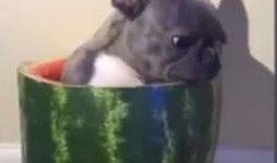 法斗吃瓜的视频,萌态十足，带你领略狗狗的趣味生活