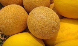 春哥吃哈密瓜视频,甜蜜滋味尽享其中