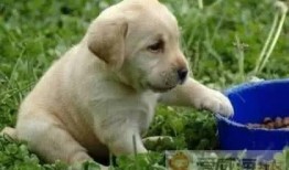 吃瓜拉布拉多被抓的视频,网友热议宠物行为规范