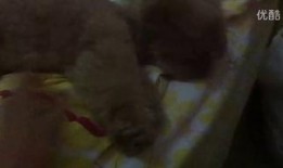 小黑马吃瓜视频在线观看