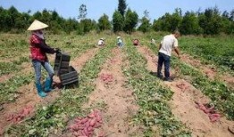 儋州吃瓜视频,揭秘当地特色美食与风土人情