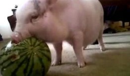 吃瓜视频狗和猪,狗与猪的趣味互动