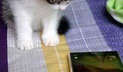 吃瓜的猫咪小游戏视频,萌宠趣味游戏视频集锦