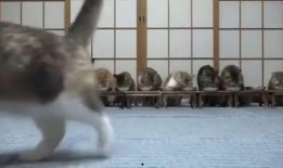 吃瓜看戏遛狗开播了吗视频