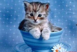 小猫吃饼干瓜视频,饼干瓜视频萌翻网友