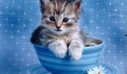 小猫吃饼干瓜视频,饼干瓜视频萌翻网友