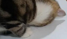 狮子猫吃瓜视频,萌态十足，网友直呼可爱爆表！