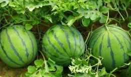 每日吃瓜会视频,揭秘娱乐圈幕后故事，带你领略明星真实生活