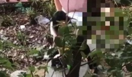 青海交院事件吃瓜视频,吃瓜视频揭示校园风云录