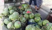 利川来凤吃瓜事件视频,一场引发热议的网络视频风波