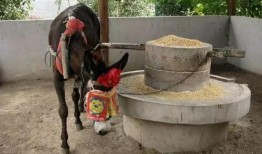 刘大瓜吃很辣的驴蹄视频,刘大瓜勇吃辣驴蹄，挑战极限滋味
