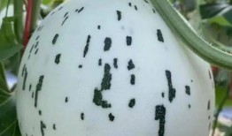 有没有那种吃瓜视频的,那些让人津津乐道的吃瓜视频