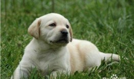 吃瓜拉布拉多被抓的视频,网友热议宠物行为规范