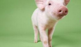 猪吃哈密瓜配音视频