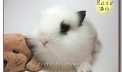 熊猫兔吃不吃哈密瓜呢视频,吃还是不吃？