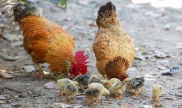 摸鱼吃瓜偷鸡视频下载安装,摸鱼吃瓜偷鸡视频下载安装全攻略