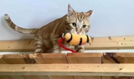 小猫吃饼干瓜视频,饼干瓜视频萌翻网友