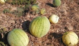 红瓜烂了可以吃吗视频,红瓜烂了还能吃吗？揭秘食品安全小常识