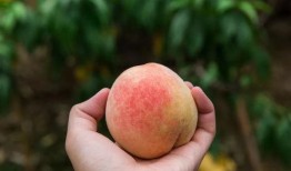 小麻瓜吃桃子视频大全,视频大全回顾