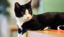 奶牛猫吃瓜的视频怎么拍,萌态十足，视频拍摄技巧揭秘