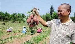儋州吃瓜视频,揭秘当地特色美食与风土人情