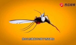 蚊子吃瓜视频,夏日趣味瞬间捕捉