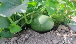 代古吃瓜视频,揭秘娱乐圈幕后故事，带你领略明星真实一面