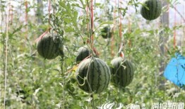 射阳吃瓜事件视频最新,一场网络狂欢背后的真相与反思