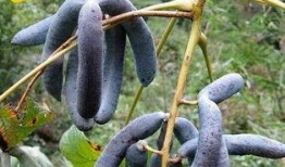 吃野生猫屎瓜会中毒吗视频,食用需谨慎