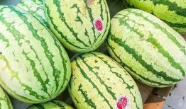 吃石头瓜视频大全下载,趣味无穷的下载盛宴