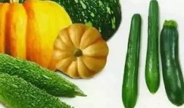 吃整根泡瓜视频