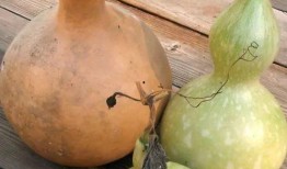 吃葫芦瓜要煮熟吗视频讲解,煮熟才能美味，视频详解烹饪过程