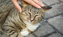 狮子猫吃瓜视频,萌态十足，网友直呼可爱爆表！