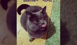 小可怜吃瓜视频