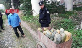 射阳吃瓜事件视频最新,一场网络狂欢背后的真相与反思