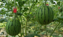 武汉吃瓜视频大全,趣味横生的城市生活剪影