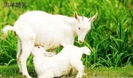 小羊吃瓜事件视频播放全集,全程回顾，揭秘网络爆笑瞬间