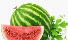 燕子吃瓜水果视频,瓜果飘香，燕子尝鲜记