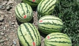 吃石头瓜视频大全下载,趣味无穷的下载盛宴